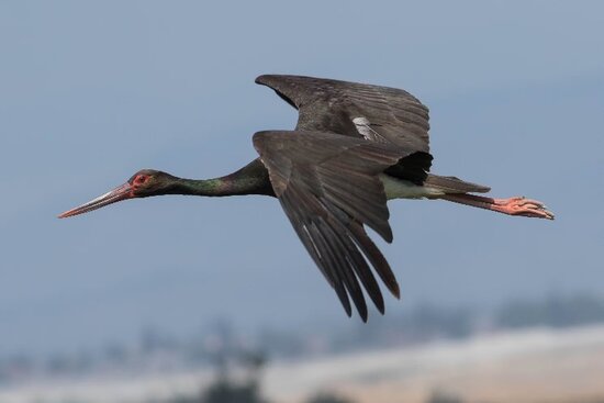 2015: Ciconia nigra, zwarte ooievaar