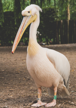 Louisiana 'The Pelican State'