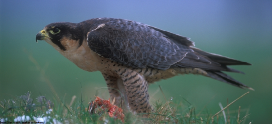 Peregrine Falcon