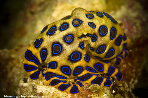 Foto: Grote blauwring-octopus (Foto)