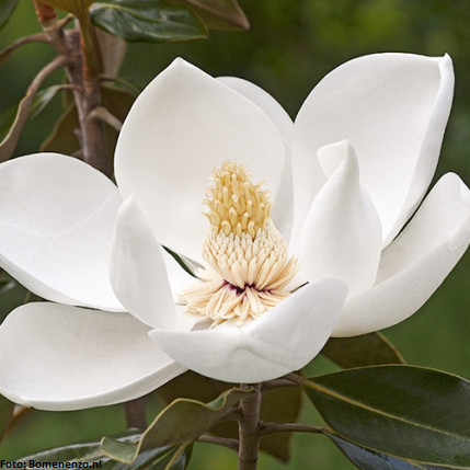 Mississippi 'The Magnolia State'